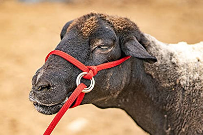 Extra Small - Sheep, Goat, Small Calf Adjustable Halter & Lead USA 250-700bs (Gold)
