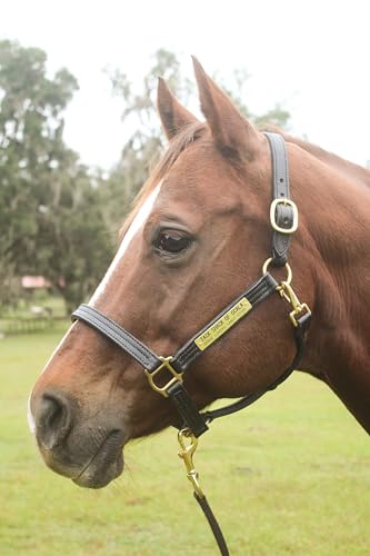 Tack Shack of Ocala Leather Halter for Horses with Customized Engraved Name Plate Option Halter for Horse | Brown/Brass, Black/Brass, Black/Chrome Options - size: Yearling/Large Pony