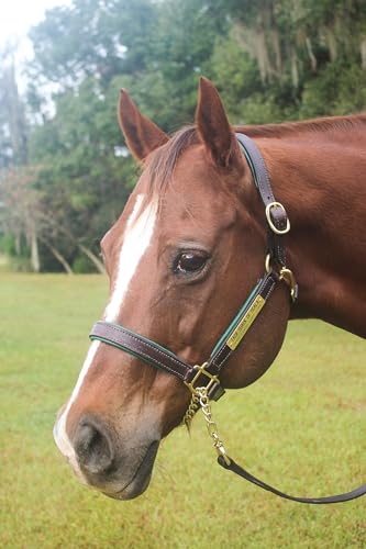 Tack Shack of Ocala Leather Halter for Horses with Customized Engraved Name Plate Option Halter for Horse | Brown/Brass, Black/Brass, Black/Chrome Options - size: Yearling/Large Pony
