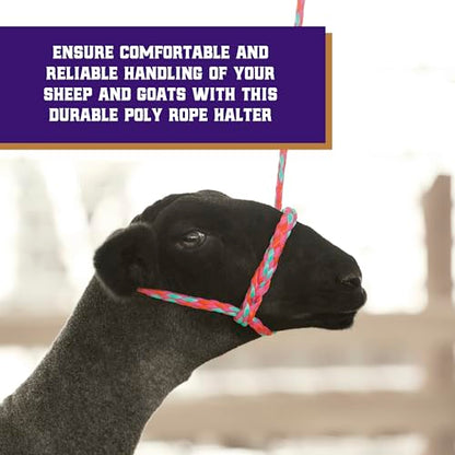 Weaver Livestock Braided Poly Rope Halter, 4 ft Modern, Adjustable, Soft Braid Sheep Halter, Livestock Equipment for Sheep, Goats (Pack of 2)