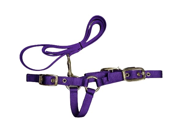 Durable Nylon Sheep Halter w/Snap Lead - color: Purple