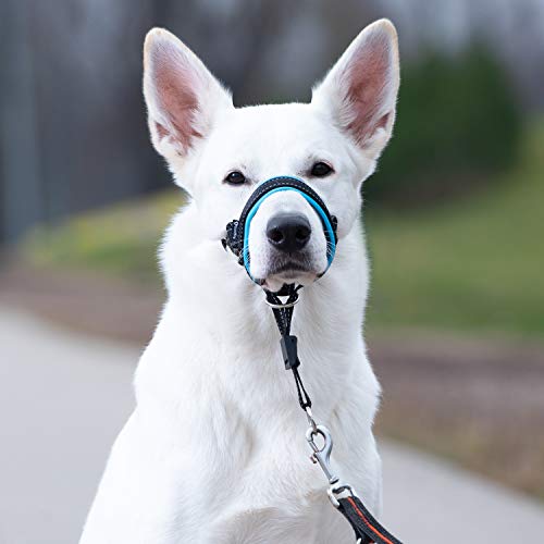 GoodBoy Dog Head Halter with Safety Strap - Stops Heavy Pulling On The Leash - Padded Headcollar for Small Medium and Large Dog Sizes - Head Collar Training Guide Included (Size 2, Blue) - color: Black Nylon / Blue Padding, size: Size 2 (Pack of 1)