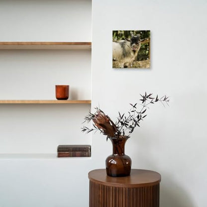 3dRose African Pygmy Goat Calling. 10x10 Wall Clock