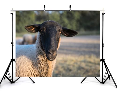 6x4ft Fabric Black Face Wool Sheep Close Up Backdrop Farm Grass Pasture Blurred Green Bush Background Tapestry Party Farm Animal Portrait Decorations Banner Photo Booth Props - size: 6x4ft