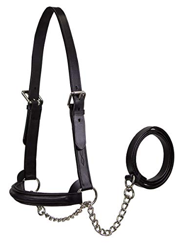 Derby Originals Premium Raised Padded Fancy Stitch Leather Cattle Show Halter with Matching Chain Lead - color: Black, size: Large (950lbs-1500lbs)