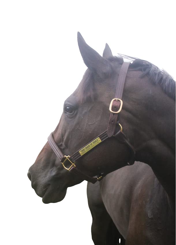 Tack Shack of Ocala Leather Track Halter with Customized Engraved Name Plate Option Halter for Horse, Leather Halter, Leather Halter for Horses, Halters for Horses, Halters - size: Cob