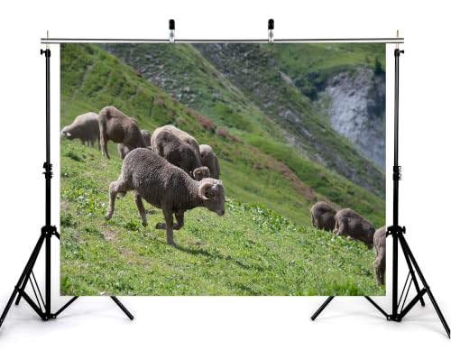 5x3ft Single Running Wool Sheep Backdrop Rolling Green Hillside Foggy Cliff Background Photography Background Tapestry Party Country Pasture Scenery Decorations Banner Photo Booth Props - size: 5x3ft