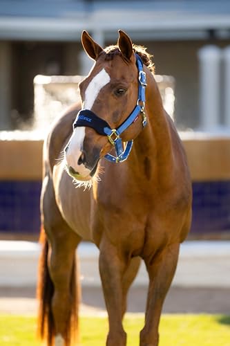 LeMieux Vogue Fleece Headcollar - Halter & Leadrope - Extra Padding, Adjustable at Curb and Poll Strap - color: Benetton Blue, size: Full