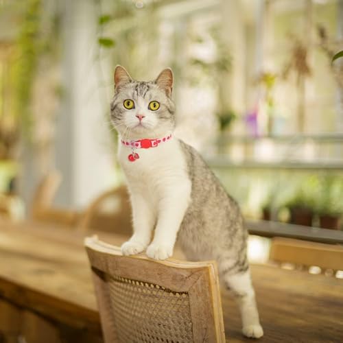 BINGPET Cat Collar Breakaway with Bell, Cute Kitten Collar - color: Fruit-3pcs