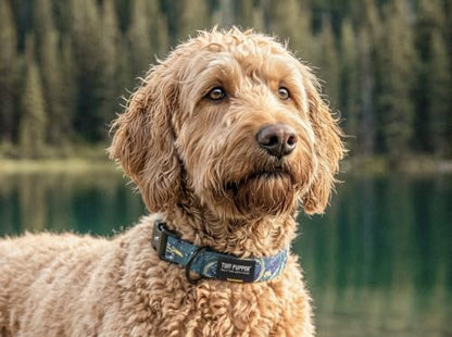 Tuff Pupper Premium Adjustable Dog Collar, Stylish Pattern Collars Designed in USA, Quick Release Buckle, Starry Flow Small (0.7 Inch Wide x 8-12 Inch Neck) - color: Starry Flow, size: Small