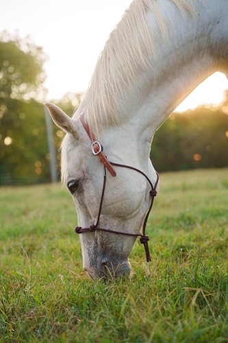 Custom Quick Release Stiff Rope Halter with Leather Crown