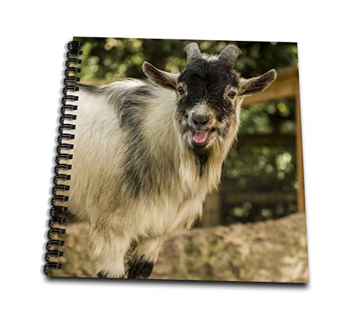 Memory Book 12 x 12 inch - African Pygmy goat calling. Animals - size: Memory Book 12 x 12 inch
