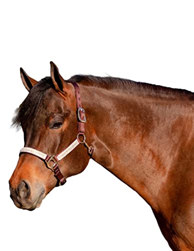 Kensington Premium Breakaway Halter with Padded Nose — Added Breakaway Safety Measures — Snap at Throat for Identical Fit Each Time - color: 500 - Desert Sand, size: X-Large