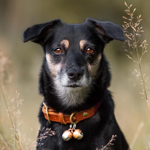Beau's Bells 2 Extra Loud Cat & Dog Bells | Pet Tracker | Save Birds & Wildlife | Luxury Handmade Copper (Medium) - size: Medium