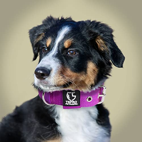 TSPRO Heavy Duty Thick Dog Collar with Metal Buckle for Small Dogs - color: Basic Silver, size: S – Fits Neck 12.6"-15.8"
