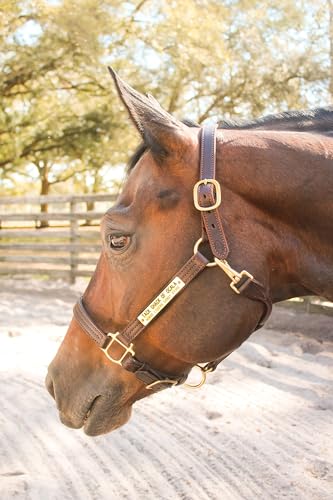 Tack Shack of Ocala Leather Halter for Horses with Customized Engraved Name Plate Option Halter for Horse | Brown/Brass, Black/Brass, Black/Chrome Options - size: Weanling/Small Pony