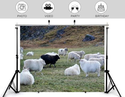 4x4ft Fabric Grass Highland Sheep Backdrop Fluffy White Wool Sheep Single Black Sheep Rocky Hill Pasture Countryside Photography Background Tapestry Party Rural Decorations Photo Props - size: 4x4ft