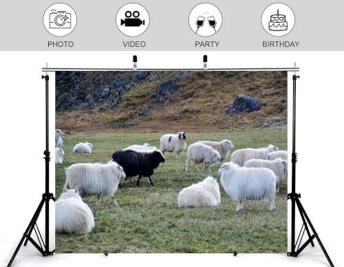 5x3ft Fabric Grass Highland Sheep Backdrop Fluffy White Wool Sheep Single Black Sheep Rocky Hill Pasture Countryside Photography Background Tapestry Party Rural Decorations Photo Props - size: 5x3ft