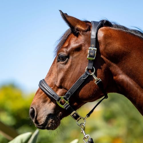 Shires Velociti Lusso Padded Halter - Leather Breakaway - color: Black, size: Full