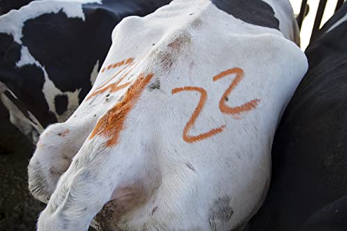 All-Weather Paintstik 61025- Livestock Marker, Highly Visible, Nontoxic Paint for Marking Animal Skin, Hide, Pelt, Wet & Dry- Ideal for Cattle Heat Detection, Blue (12 Pk) Made in USA