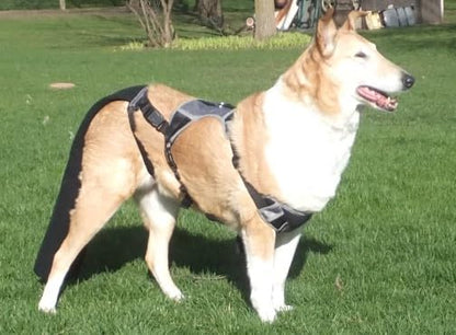 Tail Guard & Harness Set - Veterinary Dog Tail Protector & Injury Wrap, Size Large - size: L