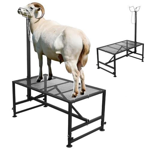 RQR 500 Lbs Goat Milking and Shearing Stand, Sturdy Sheep Stand with Chain Halter, 47"x23", Adjustable Height Livestock Stand, Easy to Clean, Fits Goats, Sheep & Livestock