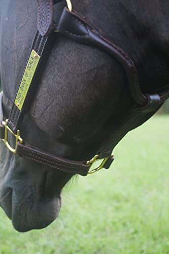 Tack Shack of Ocala Leather Track Halter with Customized Engraved Name Plate Option Halter for Horse, Leather Halter, Leather Halter for Horses, Halters for Horses, Halters - size: Cob