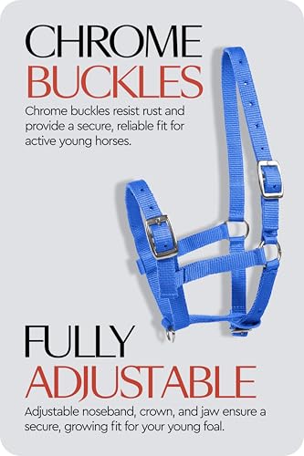 HORZE Adjustable Mini Horse Halter, Nylon Design for Foals, Colts, Fillies - color: Blue