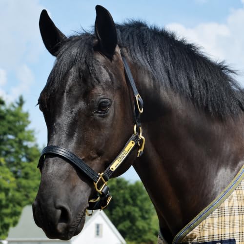 Country Pride Quiet Creek Triple Stitched Premium Leather Halter with Customizable Brass Name Plate, Handcrafted Leather, Adjustable, Rolled Throat Latch, Solid Brass Hardware - color: Black, size: Horse