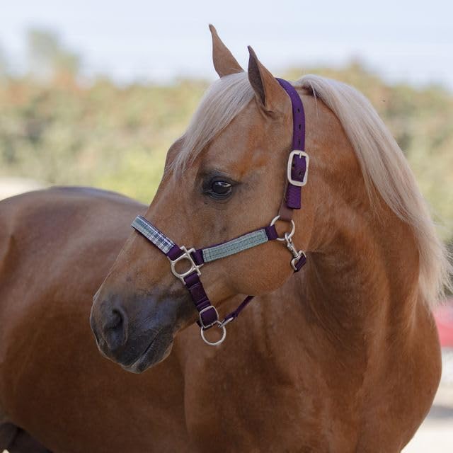 Kensington Premium Breakaway Halter with Padded Nose — Added Breakaway Safety Measures — Snap at Throat for Identical Fit Each Time - color: 2019 - Imperial Jade, size: Large