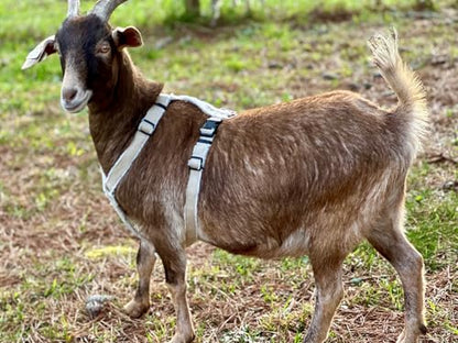 Asatre Goat Harness - Adjustable Livestock Harness - Medium - size: Medium