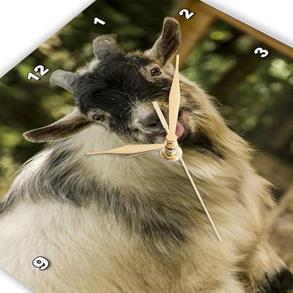 3dRose African Pygmy Goat Calling. 10x10 Wall Clock