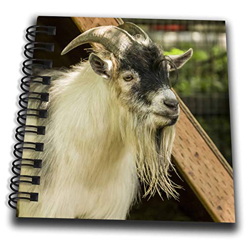 Mini Notepad 4 x 4 inch - Adult African Pygmy Goat. Animals - size: Mini Notepad 4 x 4 inch