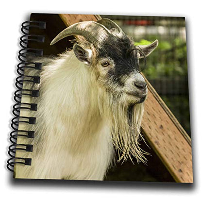 Mini Notepad 4 x 4 inch - Adult African Pygmy Goat. Animals - size: Mini Notepad 4 x 4 inch