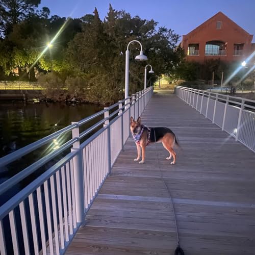 MayPaw Rope Dog Leash 3/6/8/10/12/15/20/30 FT, Heavy Duty Nylon Pet Leash, Soft Padded Handle Thick Lead Leashes for Large Medium Dogs (1/2" * 6', Blue Black) - color: blue black, size: 1/2" * 6'