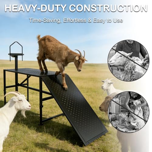 600 Lbs Adjustable Goat Milking & Trimming Stand with Feed Bin Ramp, Heavy Duty Steel Construction Ideal for Sheep & Goat Grooming, Hoof Trimming, and Milking, Livestock Care Equipment (Black)