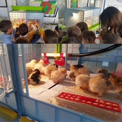 Hatching Time 15" Chick Brooders, Automatic Heating, 2 Section, 1 Layer - style: 2 Section, 1 Layer
