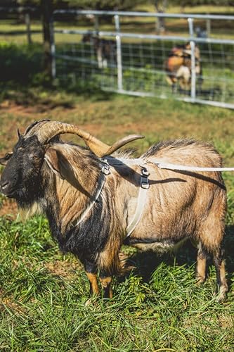Asatre Goat Harness - Adjustable Livestock Harness – X-Large - size: X-Large