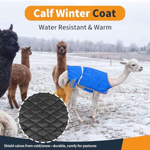 Fleece-Lined Calf Coat – 150g Insulated Winter Jacket for Calves & Goats – Blue/Gold – 2-Pack