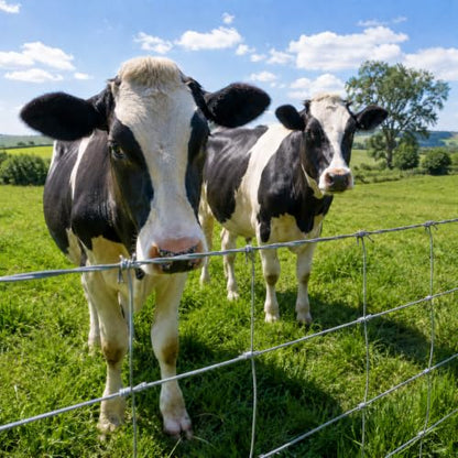 15-Gauge Galvanized Cattle Fence, Fixed-Knot Livestock Field Fence, Woven Wire Farm Fencing for Goat, Sheep, Deer, Hog and Horse - size: 5.9*164FT