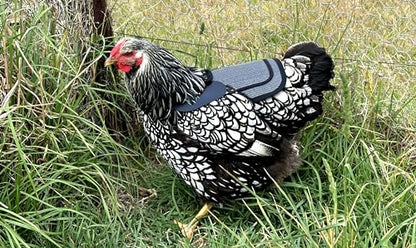 DOWN UNDER OUTDOORS Medium-Large Chicken Saddle Hen Apron Saver (Gray Mesh) - color: Grey Mesh