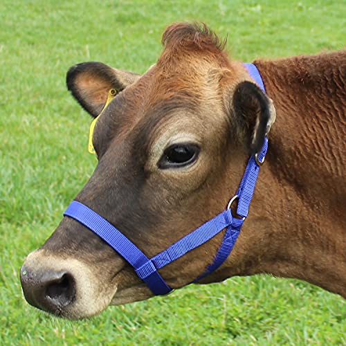 Derby Originals Adjustable Nylon Livestock Cattle Halters - color: Royal Blue, size: Medium (500-800lbs)
