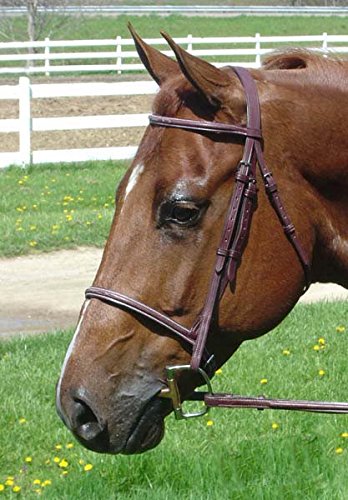 Everyday Raised Fancy Stitched Leather English Schooling Bridle with Laced Reins St. Steel Hardware with 1 Year Warranty. - color: Havana, size: Cob