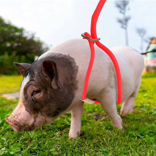 Mini Pig Harness & Leash, Adjustable 8 Feet Long Rope for Small to Medium Pet Pigs - color: Red