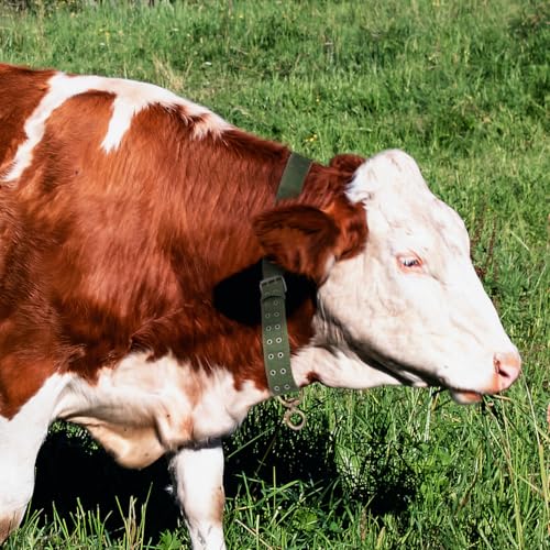 DOITOOL Adjustable Canvas Cow Collar Calf Neck Strap with Buckle 3 Pack Livestock Collar for Farm Animals Sheep Horse