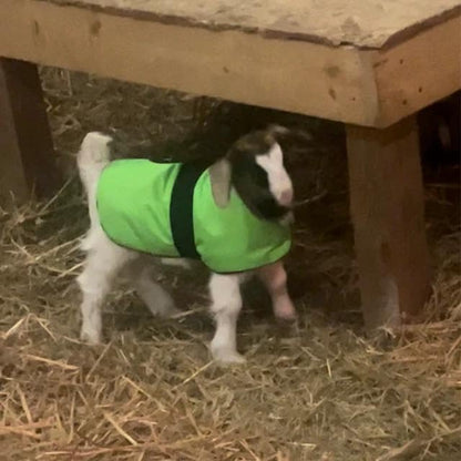 Insulated Kid Coats for Newborn Goats 14" - Red