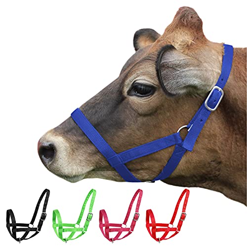 Derby Originals Adjustable Nylon Livestock Cattle Halters - color: Royal Blue, size: Medium (500-800lbs)