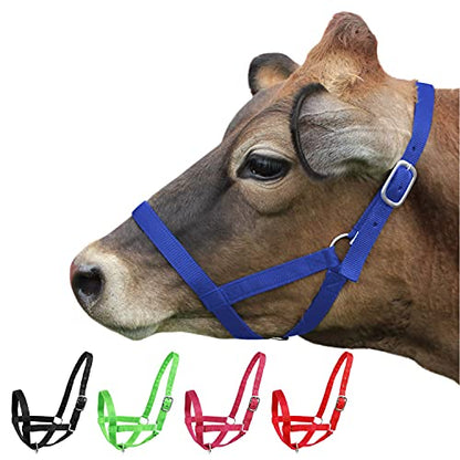 Derby Originals Adjustable Nylon Livestock Cattle Halters - color: Royal Blue, size: X-Large (1400-2000+lbs)