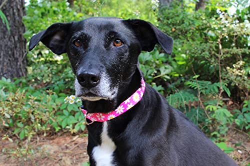 Limeloot Pink Daisy Dog Collar, Spring Summer Dog Collar for Female Dogs, Medium - color: Pink Daisy, size: Medium