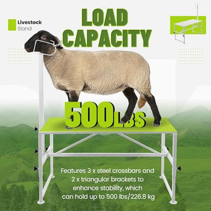 Kojem Sheep Livestock Stand 51x23, Goat Milking Stand, Trimming Stand for